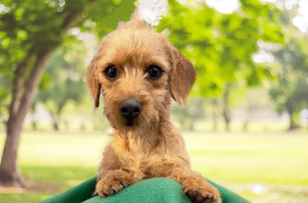 dog near trees uc davis health green blanket park puppy dachshund