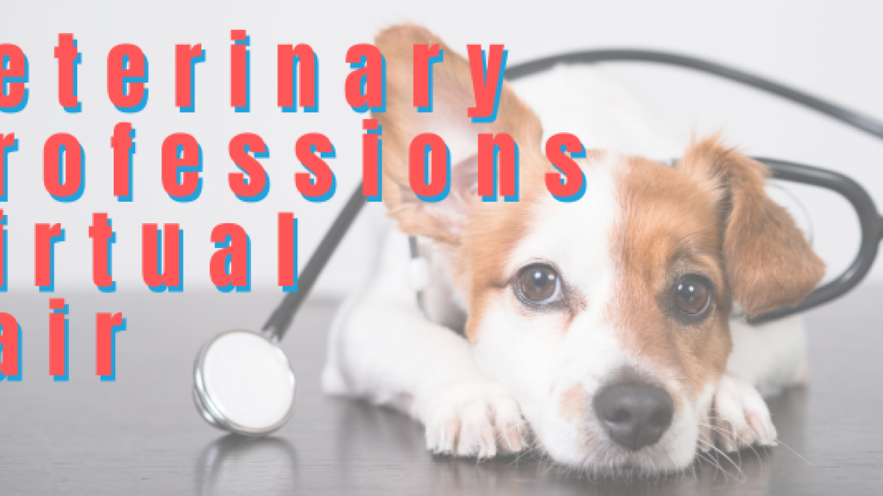 Dog with stethoscope 